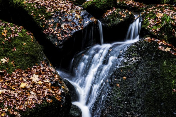 A narrow waterfall of the Ilse flows over mossy rocks covered with autumn leaves, Ilsetal, Harz National Park, Ilsenburg, Saxony-Anhalt, Germany