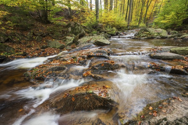 The river Ilse A stream flows quickly over rocks in an autumnal forest, Ilsetal, Harz National Park, Ilsenburg, Saxony-Anhalt, Germany