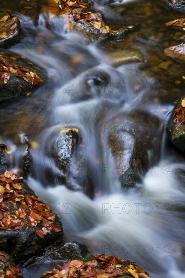 Wild water from the Ilse flows over rocks in a stream bed covered with autumn leaves, Ilse Valley, Harz National Park, Ilsenburg, Saxony-Anhalt, Germany