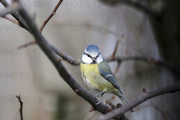 Blue tit (Cyanistes caeruleus), close-up, tree, winter, The blue tit sits between the bare branches in the tree
