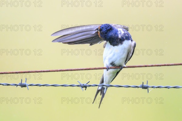 Barn Swallow (Hirundo rustica), plumage care on barbed wire, Barn Swallow (Hirundo rustica), Dümmerniederung, Diepholzer Moorniederung, Lower Saxony, Germany
