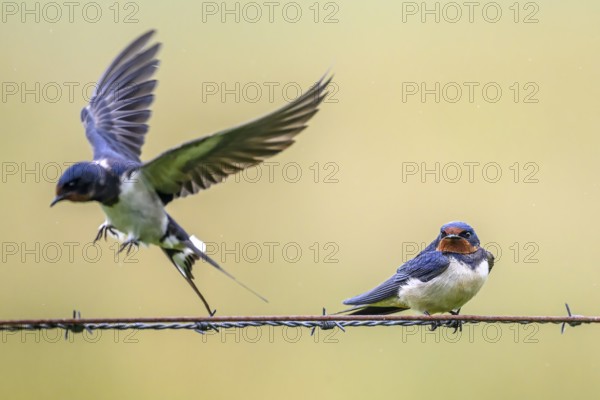 A barn swallow (Hirundo rustica) flies off a wire while another sits still. Quiet rural scene in natural colours, on barbed wire, Dümmerniederung, Diepholzer Moorniederung, Lower Saxony, Germany