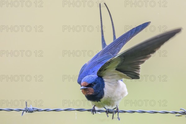 A swallow with open wings sitting on a wire. The background is blurred and bright Barn Swallow (Hirundo rustica), Dümmerniederung, Diepholzer Moorniederung, Lower Saxony, Germany