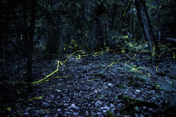 False firefly (Lamprohiza splendidula) Firefly, flying in search of a mate, long exposure, stitched from several individual images, Buer, Melle, Lower Saxony, Meller Berge, Wiehengebirge