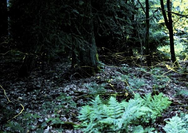 False firefly (Lamprohiza splendidula) Firefly, flying in search of mate, long exposure, stitched from several individual images, Lower Saxony, Meller Berge, Wiehengebirge