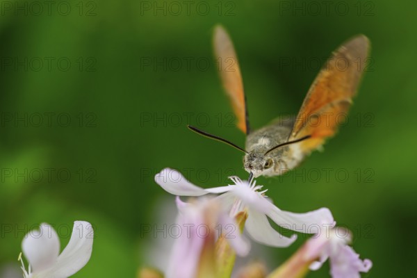 A dove tail (Macroglossum stellatarum) flies near pink flowers of soapwort (Saponaria officinalis) in a lively and spring-like environment, Dümmerniederung, Diepholzer Moorniederung, Lower Saxony, Germany