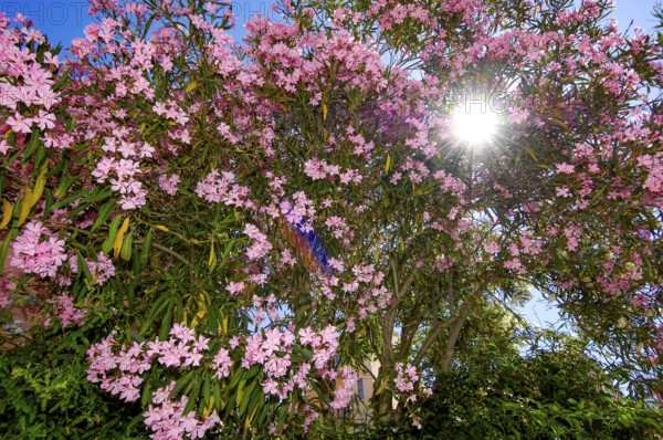 Backlit photograph Sun shining through a bush of oleander (Nerium oleander) Oleander bush in full bloom with pink flowers, Italy