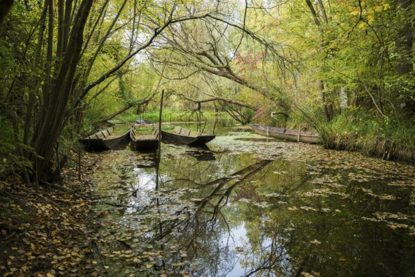Altrhein, Rhine, Taubergießen Nature Reserve, Kappel-Grafenhausen, Ortenau, Baden-Württemberg, Germany