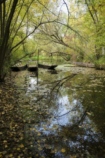 Altrhein, Rhine, Taubergießen Nature Reserve, Kappel-Grafenhausen, Ortenau, Baden-Württemberg, Germany