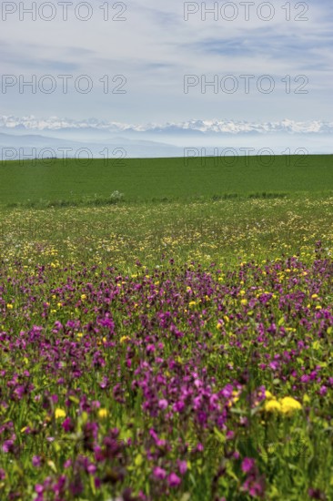 Flower meadow and Swiss Alps, near Höchenschwand, Black Forest, Southern Black Forest, Baden-Württemberg, Germany