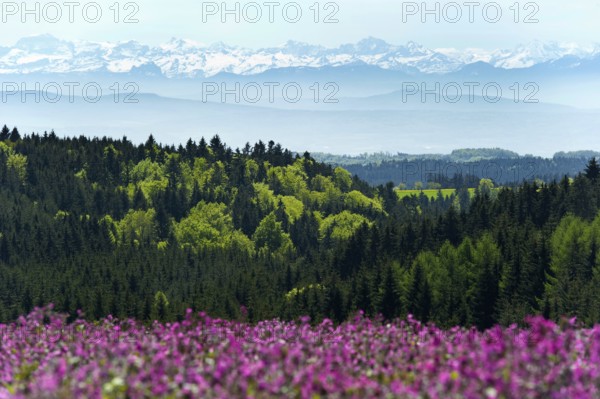 Flower meadow and Swiss Alps, near Höchenschwand, Black Forest, Southern Black Forest, Baden-Württemberg, Germany
