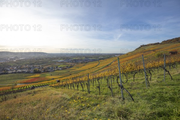 The vineyards in the Remstal near Kleinheppach in the Rems-Murr district are bright in autumn. Vines and slopes shimmer in intense shades of red, yellow and orange and look particularly colorful and lively. At sunset, the vineyards are illuminated by warm, low-standing sunlight, which bathes the landscape in an atmospheric, golden atmosphere. The rolling hills, soft light and autumn colors create a calm, impressive atmosphere