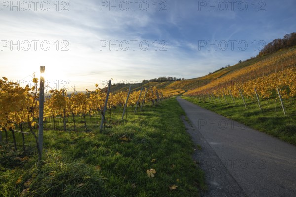 The vineyards in the Remstal near Korb in the Rems-Murr district show all their colors in autumn. Vines and slopes glow in intense shades of red, yellow and orange and look particularly colorful and lively. At sunset, the vineyards are illuminated by warm, low-standing sunlight, which bathes the landscape in a golden, atmospheric atmosphere. The rolling hills, soft light and autumn colors create a calm, idyllic atmosphere