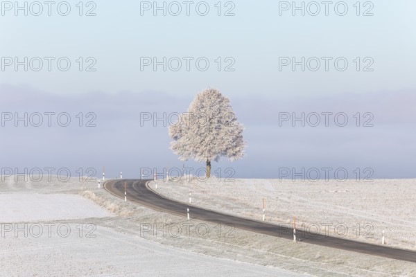 A lonely tree stands picturesquely next to the road in the wintry landscape of the Swabian Jura. The soft sunlight of the morning illuminates the frosty environment and creates a calm, peaceful atmosphere. This scene conveys the quiet beauty of nature in winter and invites you to linger