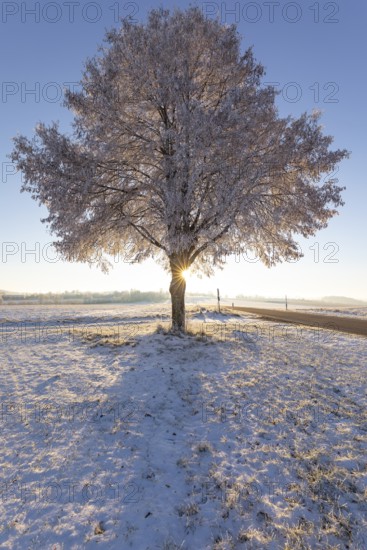 A frosty, snow-covered tree stands alone on the plateau of the Swabian Jura in Germany. The clear winter air and the pristine snowy landscape convey peace and space. In the early morning hours, the tree is illuminated by the low sun, creating a glowing solar star. The cold backlight accentuates the icy atmosphere, the fine frost structures and the minimalistic winter landscape