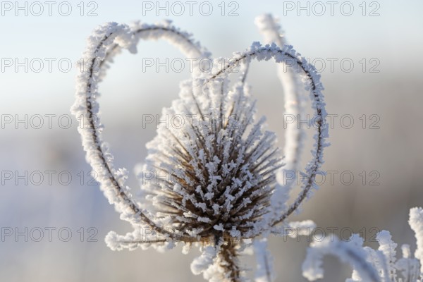 An impressive macro shot of Wild teasel (Dipsacus fullonum) covered in shimmering ice and illuminated by the winter sun. This shot shows the beauty of nature on the Swabian Alb in Germany and captures the fascinating details of the frosty flora
