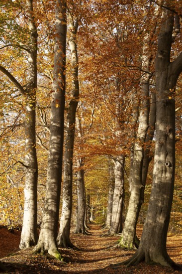 Tree avenue in autumn, Stikelkamper Wald, Leer District, East Frisia, Lower Saxony, Germany