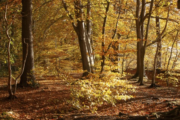 Autumn leaves in Stikelkamp Forest, Leer District, East Frisia, Lower Saxony, Germany