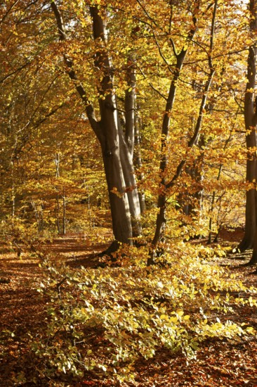Autumn leaves in Stikelkamp Forest, Leer District, East Frisia, Lower Saxony, Germany