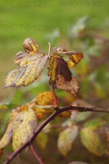 Leaf discoloration, autumn leaves, nature, season, Königsmoor, Moormerland, East Frisia, Lower Saxony, Germany