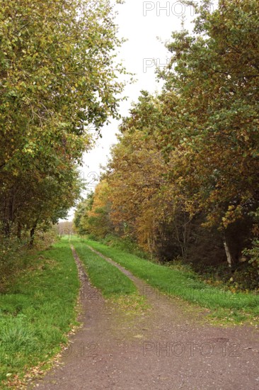 Forest trail, leaf discoloration, autumn leaves, nature, season, Königsmoor, Moormerland, East Frisia, Lower Saxony, Germany