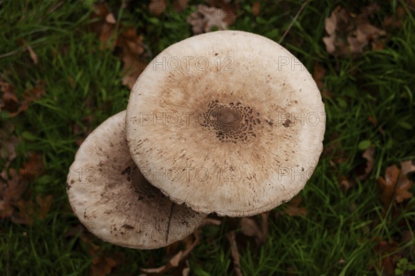 Parasol mushroom (Parasol, Macrolepiota procera) raw poisonous, forest edge, TER BORG, municipality of Westerwolde, province of Groningen, Netherlands