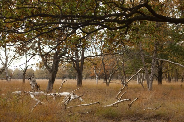 Landscape with trees, dry grass, autumn colors, edge of forest, Ter Borg, Westerwolde municipality, Groningen province, Netherlands