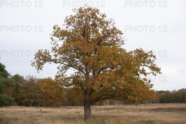 Red oak (Quercus rubra), autumn colours, forest edge, Ter Borg, municipality of Westerwolde, province of Groningen, Netherlands