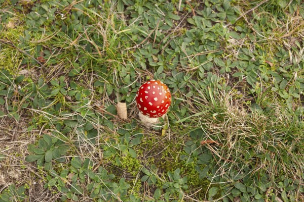 Fly agaric (Amanita muscaria), forest edge, Ter Borg, municipality of Westerwolde, province of Groningen, Netherlands