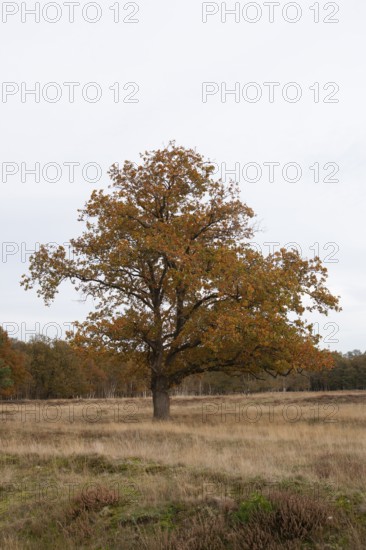 Red oak (Quercus rubra), autumn colours, forest edge, Ter Borg, municipality of Westerwolde, province of Groningen, Netherlands