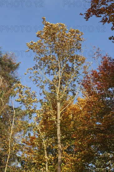 Autumn trees in Stikelkamp Forest, Leer District, East Frisia, Lower Saxony, Germany