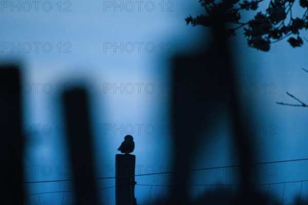 Little owl (Athene noctua), endangered species, sitting on a fence post, late dusk, blue hour, Wiehengebirge, Lower Saxony, Germany