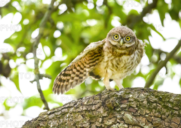 Little owl (Athene noctua) branchling, endangered species, young bird, stretching one wing, on a pear tree, Wiehengebirge, Lower Saxony, Germany