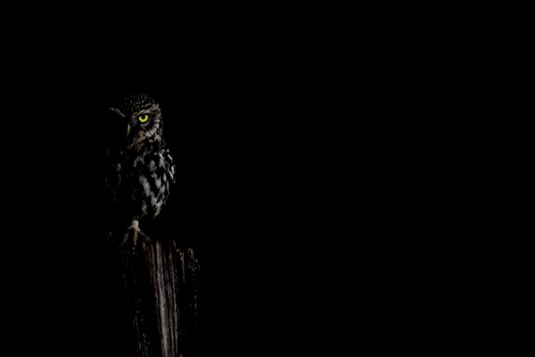 A Little Owl (Athene noctua) owl sitting on a tree stump in a dark environment, its yellow eye stands out in the shadow, Low Key, Wiehengebirge, Osnabrücker Land, Lower Saxony, Germany
