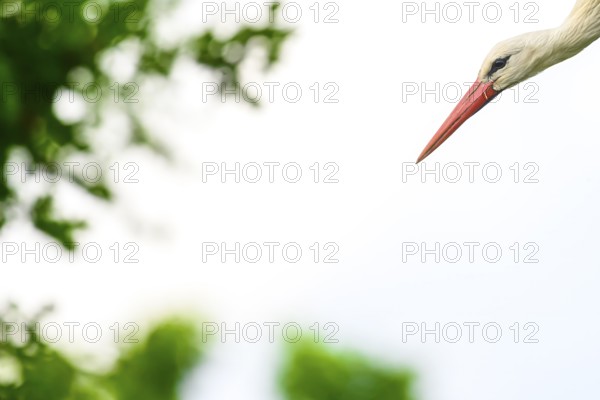 White stork, stork, stork (Ciconia ciconia), portrait, taking off, in front of a white background, Dümmerniederung, Noeder Saxony, Germany