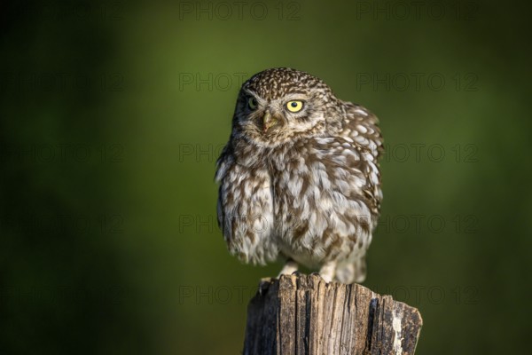 Little owl (Athene noctua) on fence post, fluffed up up, Teutoburg Forest, Osnabrücker Land, Lower Saxony, Germany