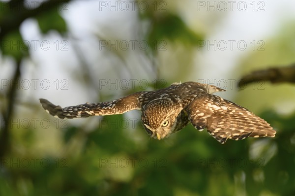 Little Owl /Athene noctua) flying, approach, Teutoburg Forest, Osnabrücker Land, Lower Saxony, Germany