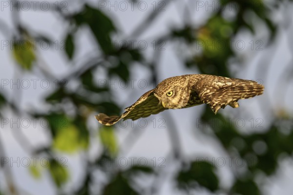 Little owl (Athene noctua), endangered species, owl, flying, Teutoburg Forest, Osnabrücker Land, Lower Saxony, Germany