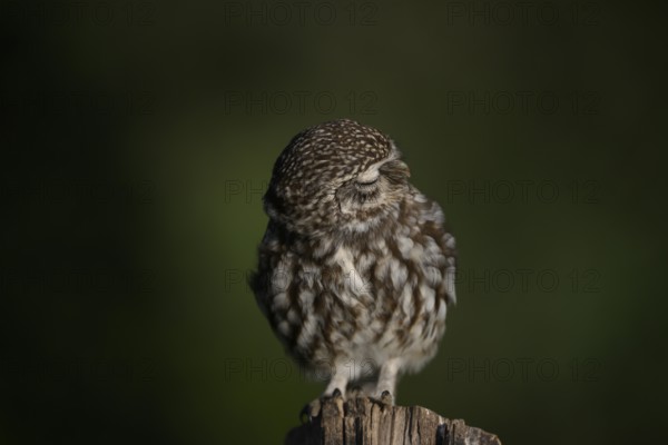 Little owl (Athene noctua) on a fence post, fluffed up up, turning its head, eyes closed, Lower Saxony, Teutoburg Forest, Osnabrücker Land, Lower Saxony, Germany
