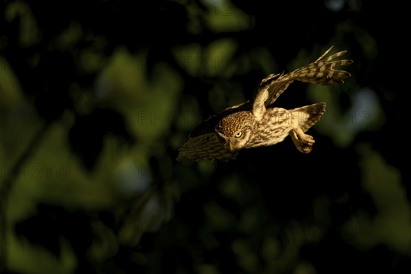 Little owl (Athene noctua) adult bird, flying, Teutoburg Forest, Osnabrücker Land, Lower Saxony, Germany