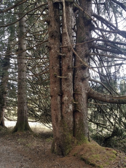 Four-stem conifer, conifer with 4 trunks, near Bolsterlang, Oberstdorf, Oberallgäu, Allgäu, Bavaria, Germany