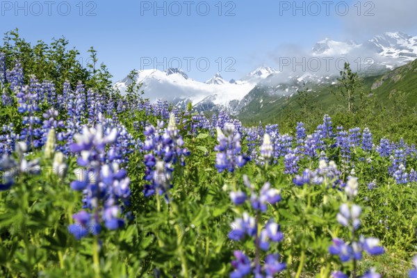 Picturesque landscape on the Richardson Highway, blooming Alaskan lupines (Lupinus nootkatensis), mountain peak with glacier Worthington Glacier in the background, Chugach Mountains, Alaska, USA