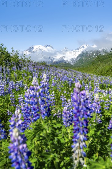 Picturesque landscape on the Richardson Highway, blooming Alaskan lupines (Lupinus nootkatensis), mountain peak with glacier Worthington Glacier in the background, Chugach Mountains, Alaska, USA