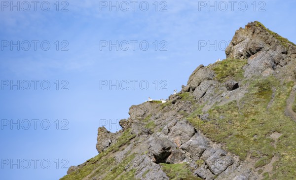 Dall sheep or Alaskan snow sheep (Ovis dalli) sitting on a mountain top, Sable Pass, Denali National Park and Preserve, Alaska, USA