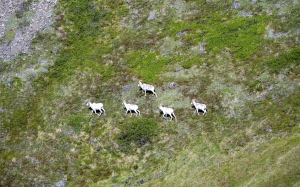 Dall sheep or Alaskan snow sheep (Ovis dalli) in a meadow in the mountains, Denali National Park and Preserve, Alaska, USA