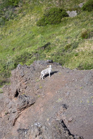 Dall sheep or Alaskan snow sheep (Ovis dalli) on a rocky outcrop in the mountains, Denali National Park and Preserve, Alaska, USA