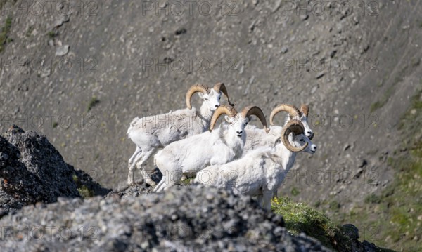 Dall sheep or Alaskan snow sheep (Ovis dalli) on a rocky outcrop in the mountains, Denali National Park and Preserve, Alaska, USA