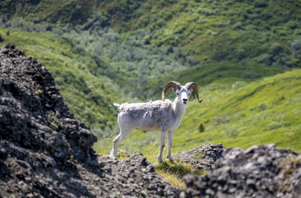 Dall sheep or Alaska snow sheep (Ovis dalli) between rocks, Denali National Park and Preserve, Alaska, USA