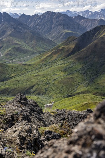 Dall sheep or Alaskan snow sheep (Ovis dalli) between rocks, mountain landscape, Denali National Park and Preserve, Alaska, USA