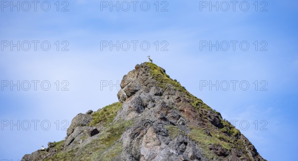 Dall sheep or Alaskan snow sheep (Ovis dalli) in the distance on the top of a mountain peak, Denali National Park and Preserve, Alaska, USA
